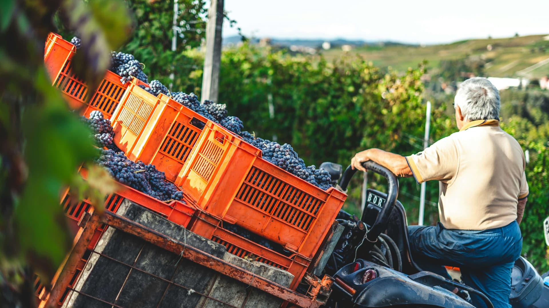 Grozdober: Bulgaria's Grape Harvest Season & How to Join It