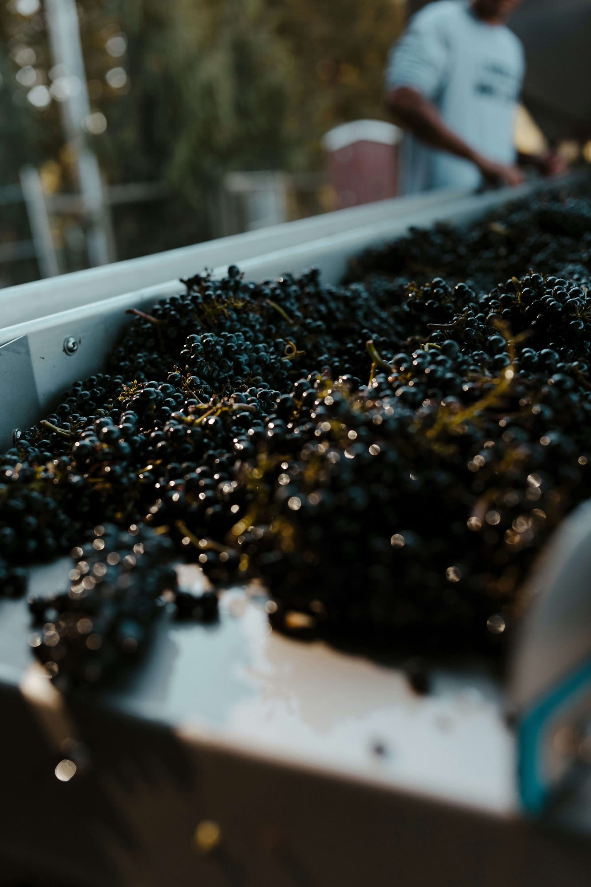 Ripe grape bunches on the vine ready for picking