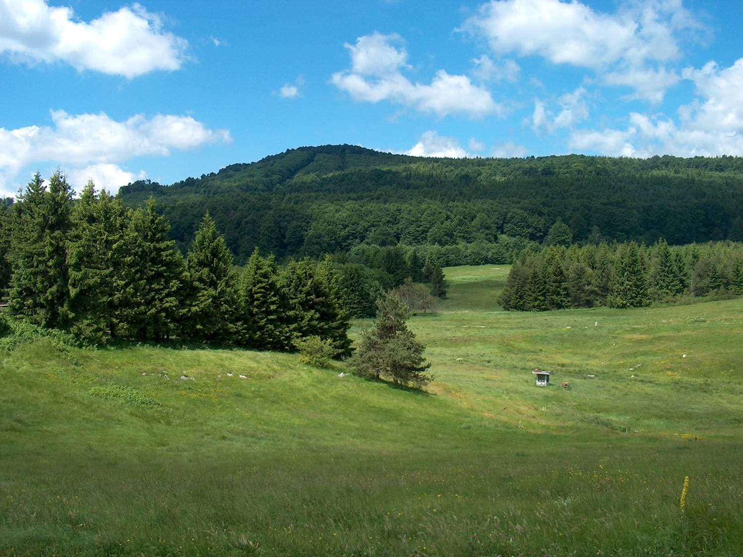 The open meadows of Uzana below the wooded Balkan ridge in summer