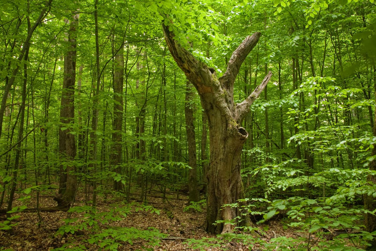 Uzunbodzhak Reserve