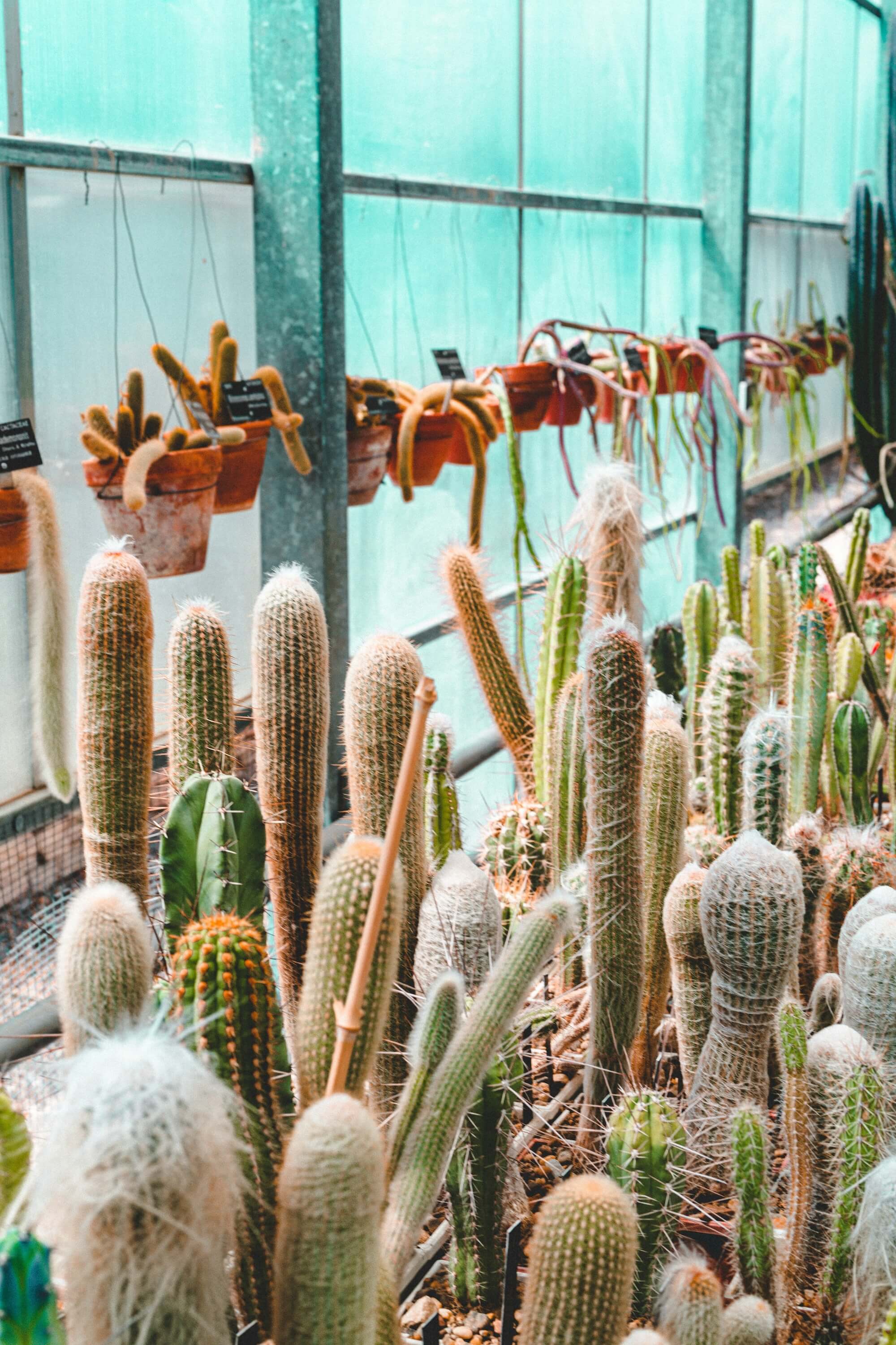Labelled columnar cacti and succulents under glass in the garden's permanent exhibition