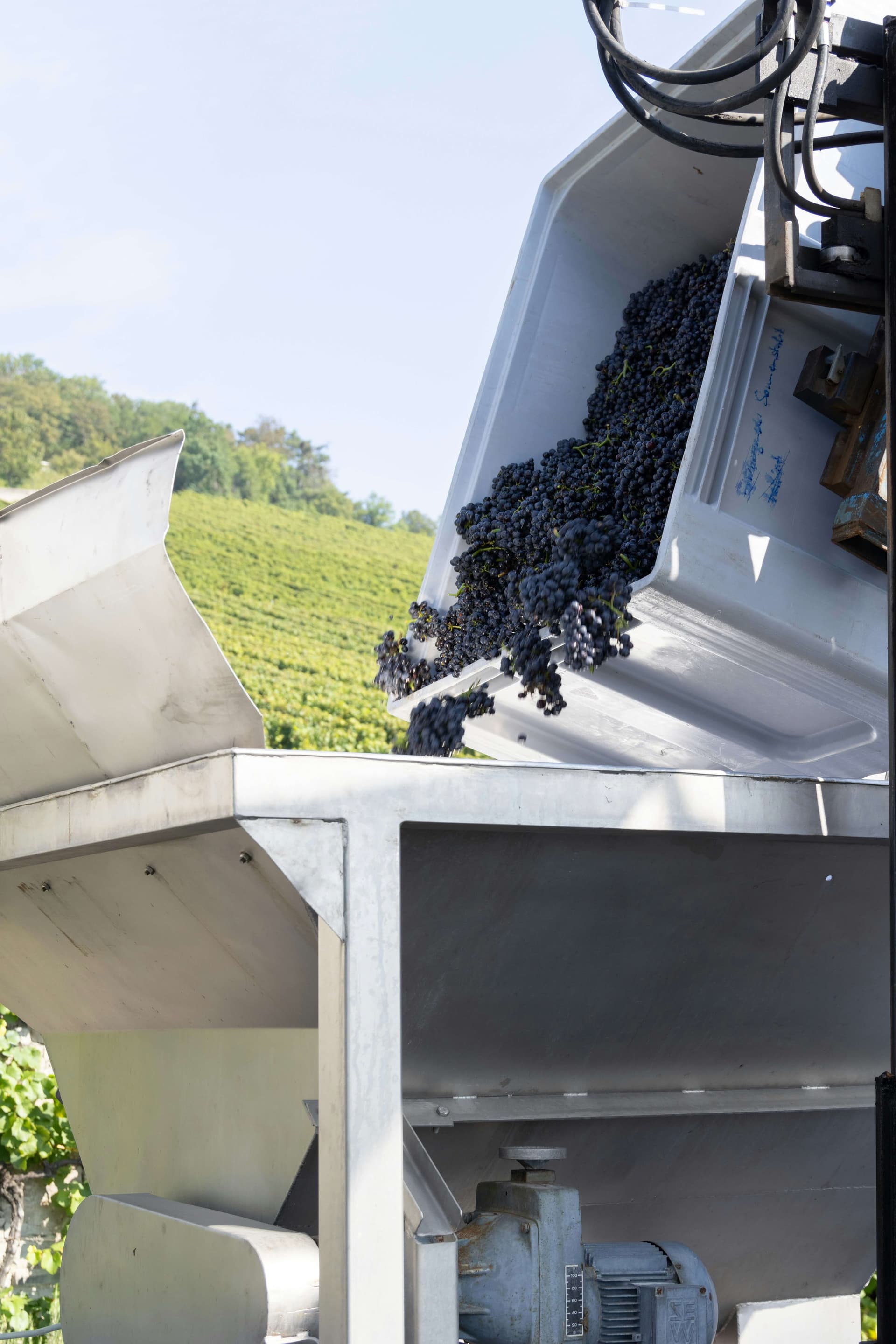 Grapes going through the destemmer and press at the winery