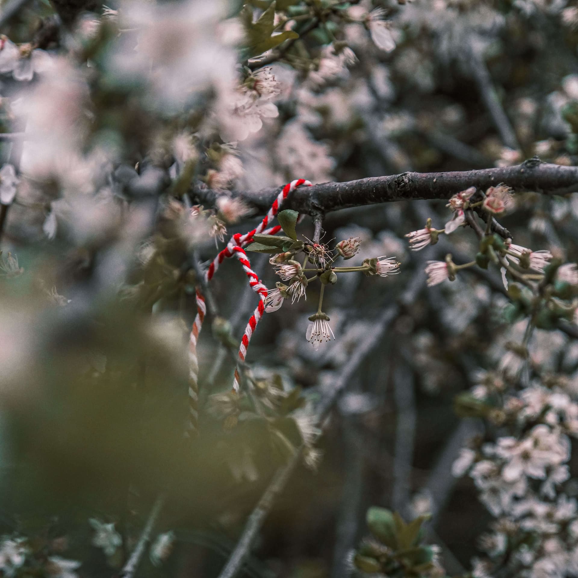 Red-and-white martenitsi given on Baba Marta