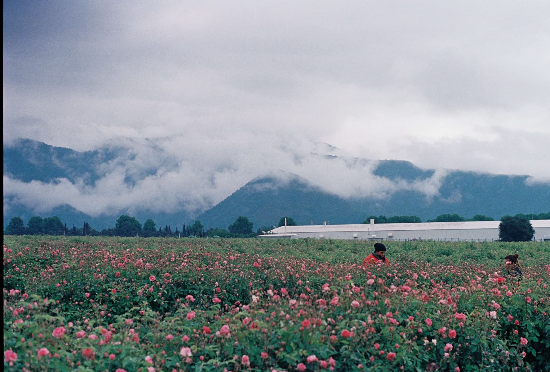 Kazanlak & the Rose Valley: Bulgarian Rose Festival Guide