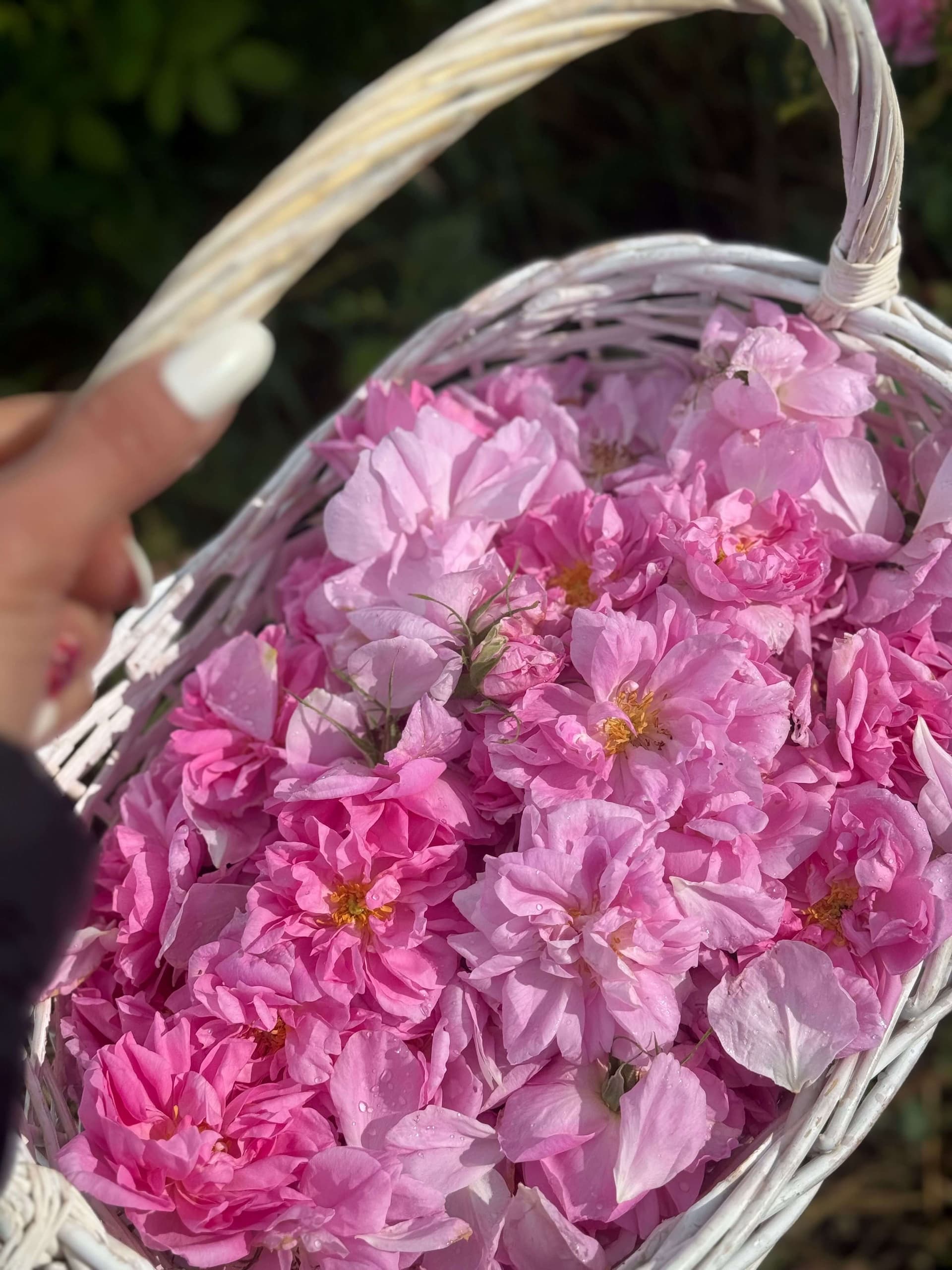 Hand-picking Rosa Damascena blossoms in the Rose Valley