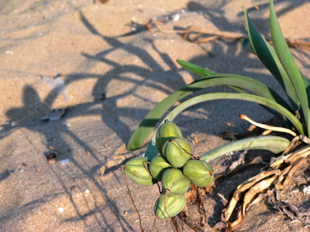 Pyasachnata peshtera